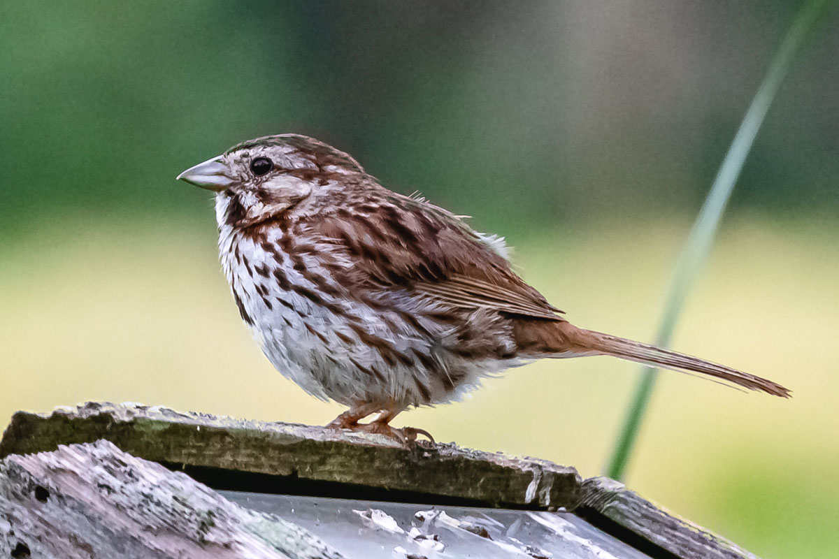 Song Sparrow perched on a weathered wooden board