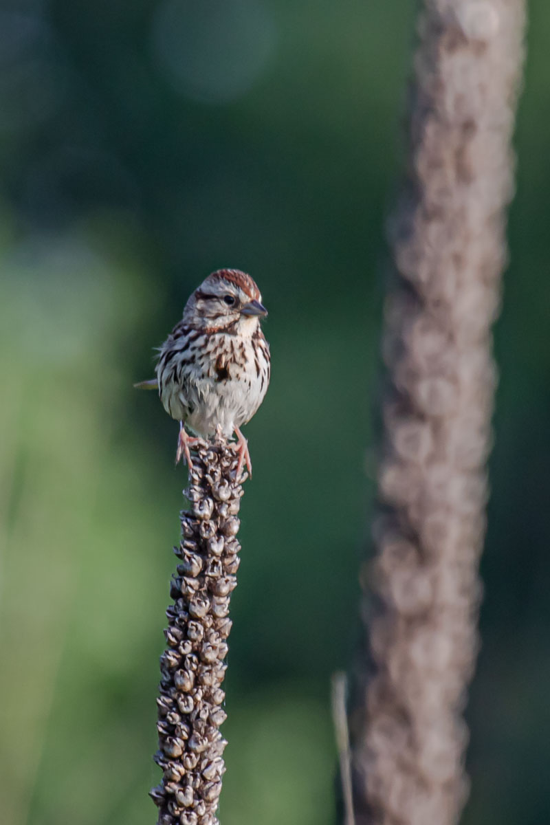 Front-facing Song Sparrow showing breast streaking and central spot