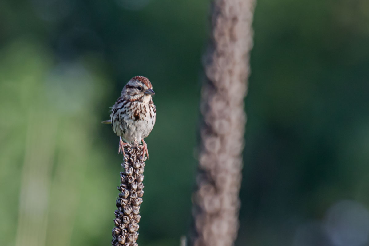 Front-facing Song Sparrow showing breast streaking and central spot