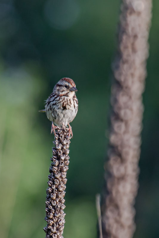 Front-facing Song Sparrow showing central breast spot