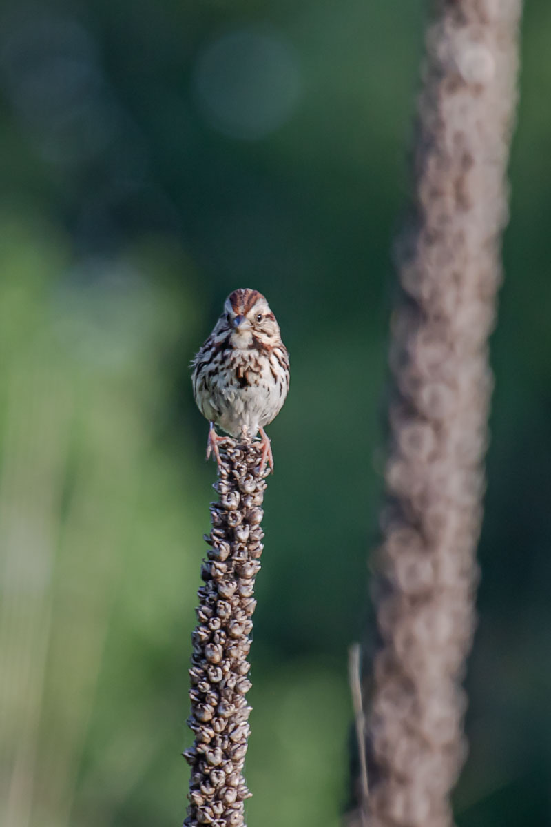 Song Sparrow facing forward from a dried seed stalk