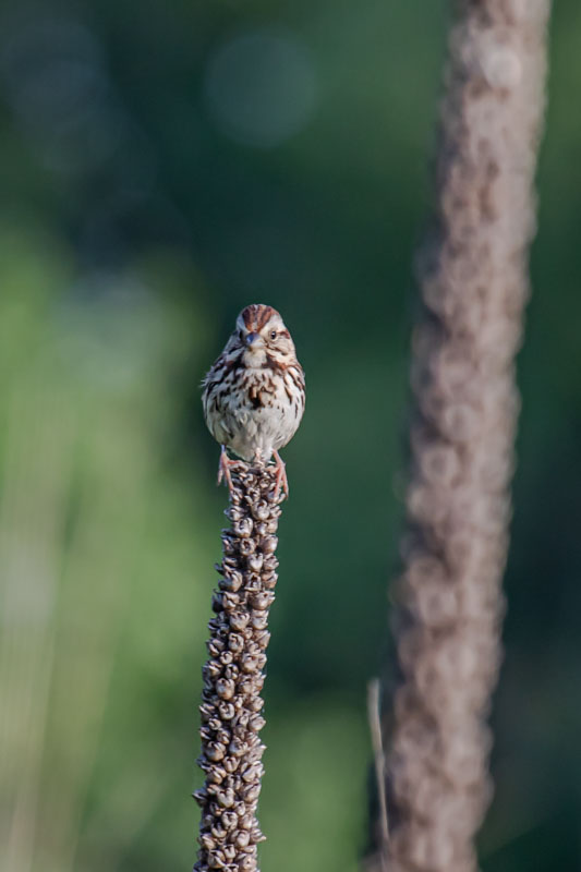 Song Sparrow facing forward from a dried seed stalk