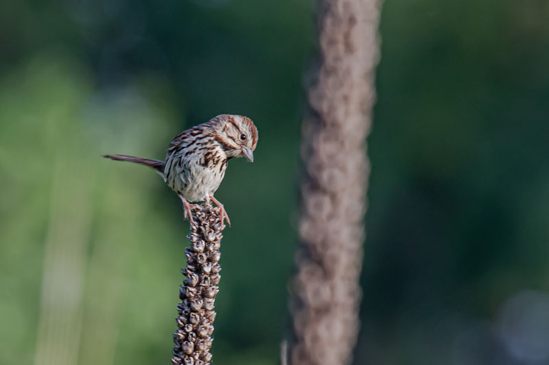 Song Sparrow looking downward from a dried seed stalk