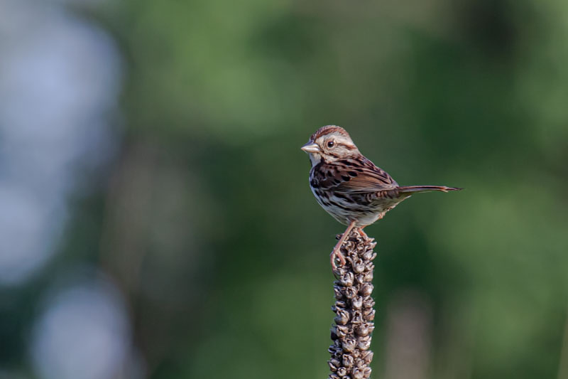 Song Sparrow in side profile perched on a dried seed stalk