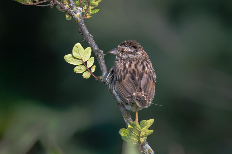 Song Sparrow perched on a dried stem