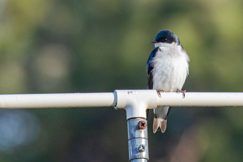 Tree Swallow perched in open light