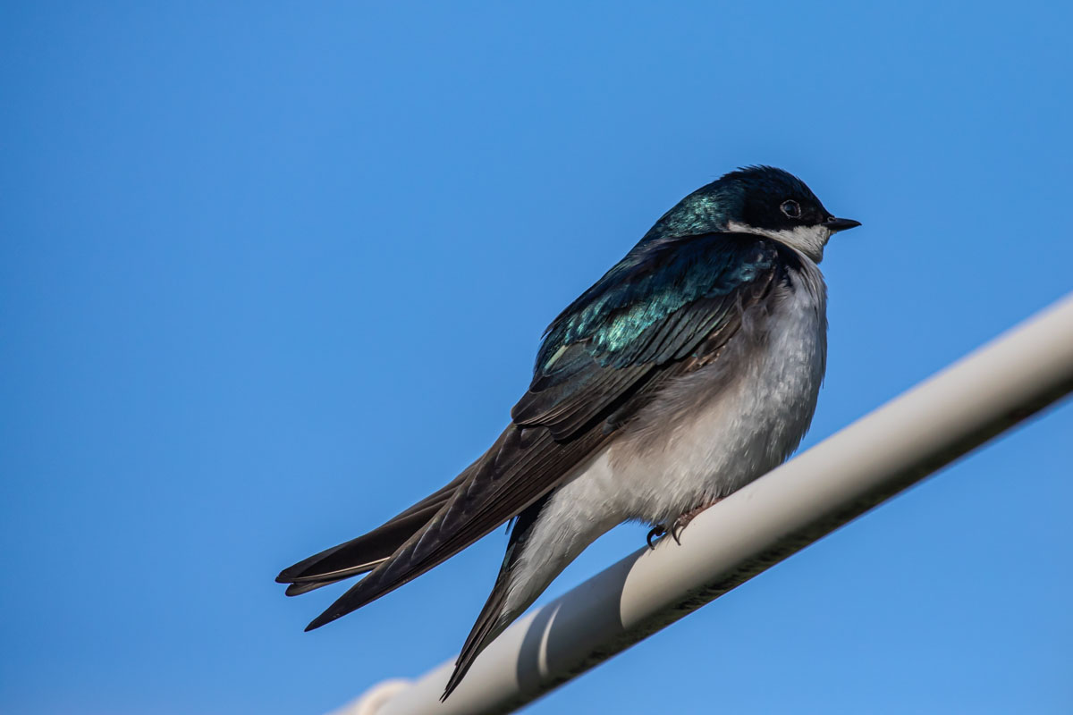Tree Swallow