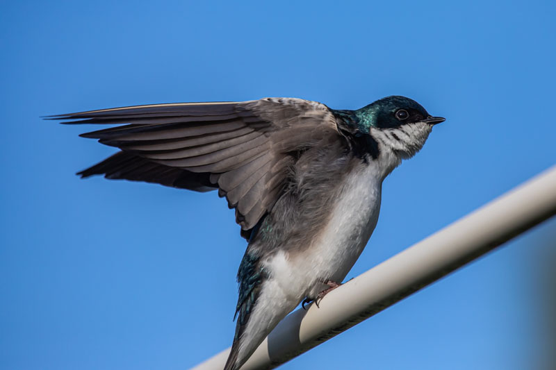 Tree Swallow