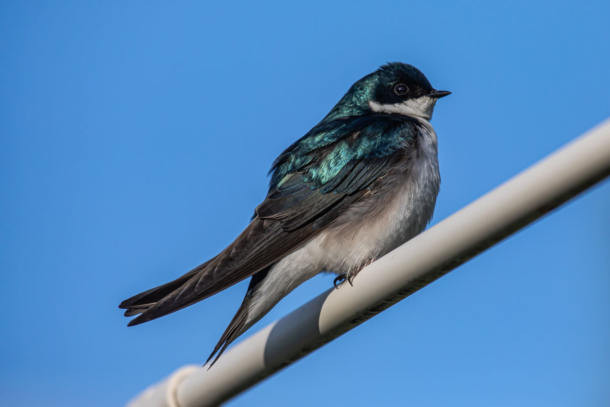 Tree Swallow perched on a white pipe in morning light