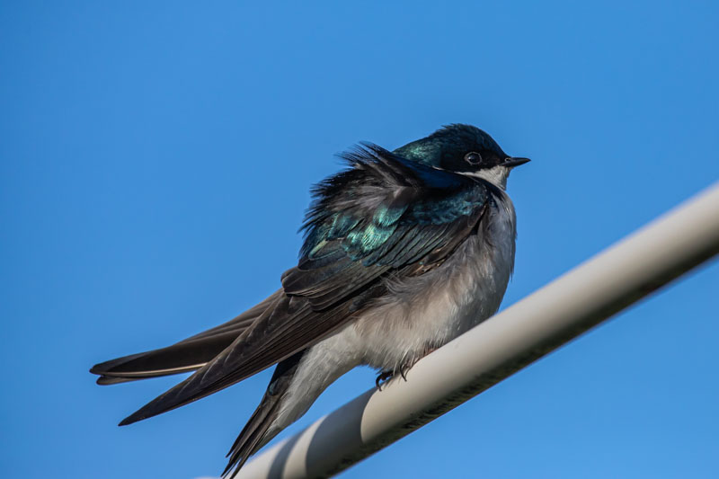 Ruffled Feathers