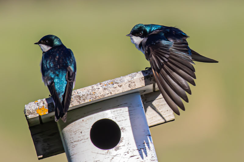 Ruffling at the Nest Box