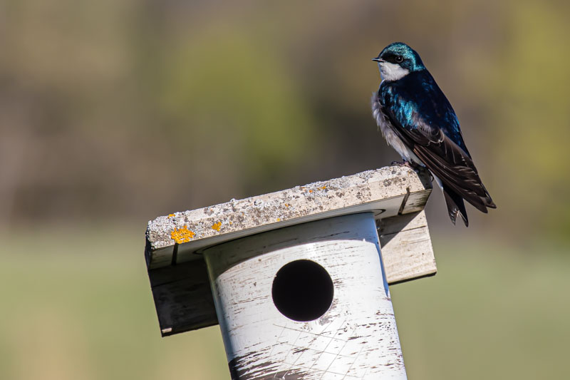 Tree Swallow at the nest box