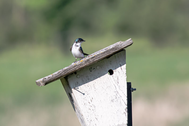 Tree Swallow standing alert on a nest box roof