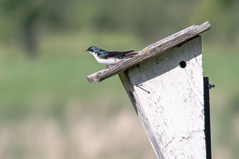 Tree Swallow perched on the roof of a nest box