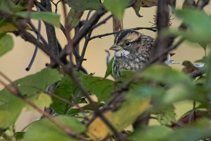 Curiosity Under Cover