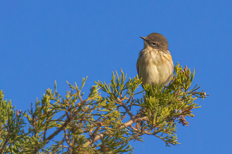 D19D0056