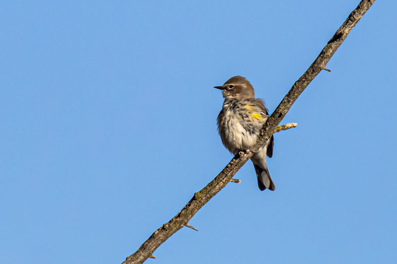 Yellow-rumped Warbler perched on a diagonal branch against open blue sky