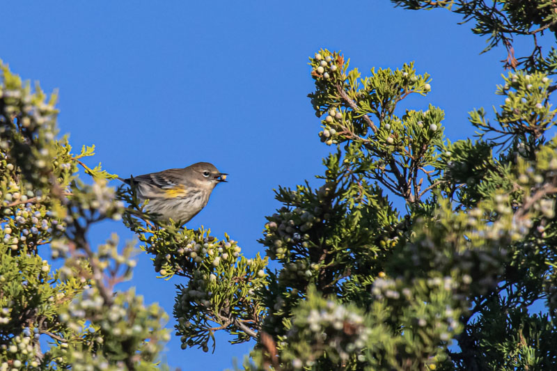 Yellow-rumped Warbler feeding among berry-covered juniper branches