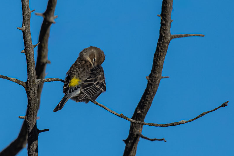 Preening Begins