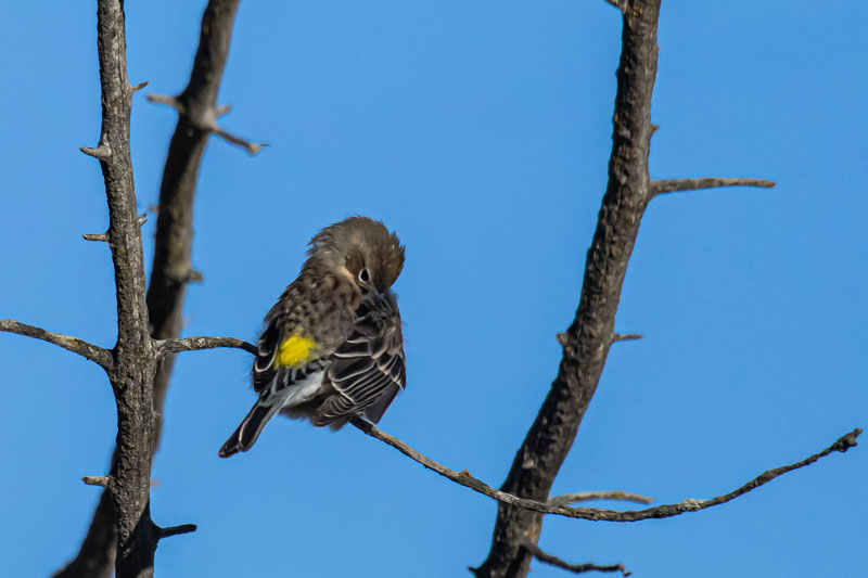 Yellow-rumped Warbler preening with bright yellow rump exposed