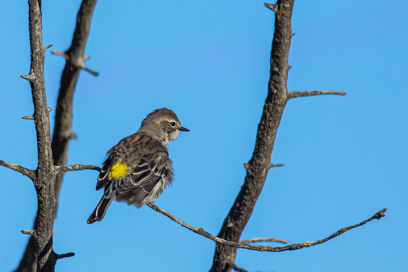 Yellow-rumped Warbler perched upright with bright yellow rump visible