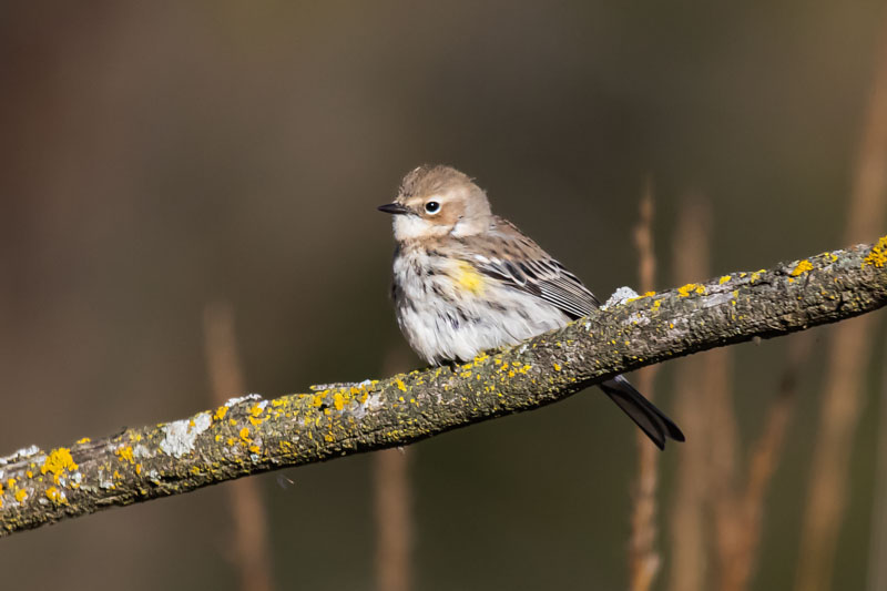 Yellow-rumped Warbler