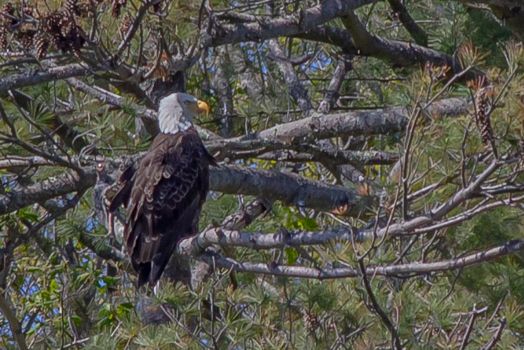 Bald Eagle perched in pines above the Kennebec River