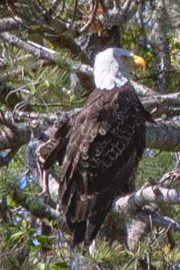 Bald Eagle perched among pine branches