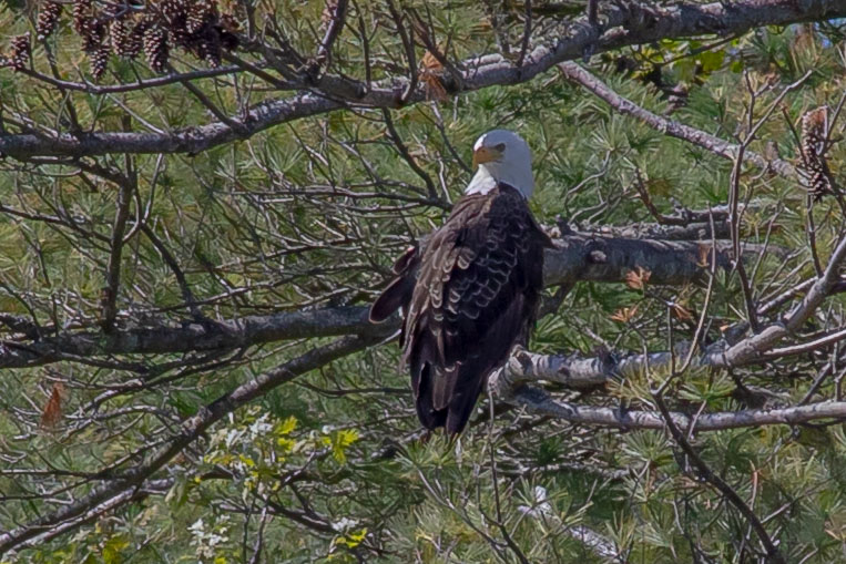 Bald Eagle with head turned in pines above the Kennebec River