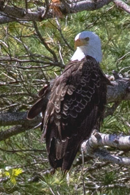 Bald Eagle looking over the Kennebec River