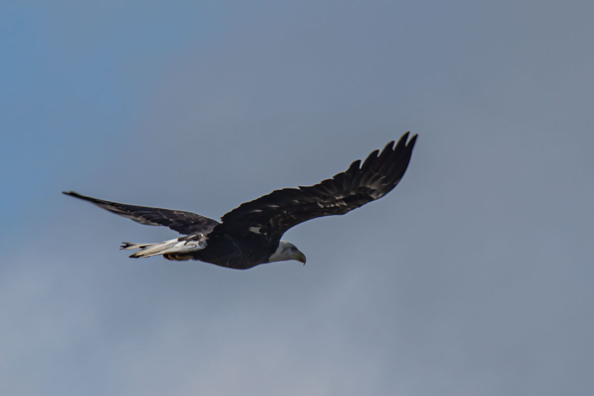 On Broad Wings