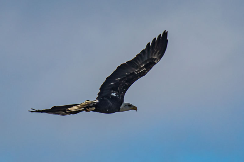 Wing Lift