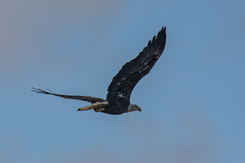 Full Extension