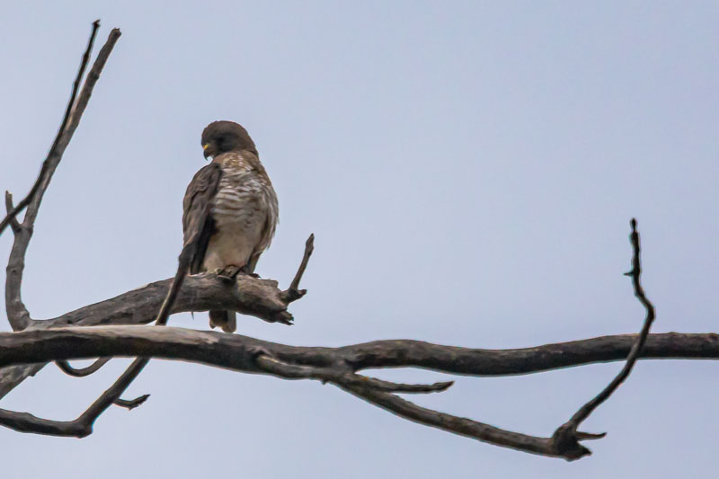 Raptors