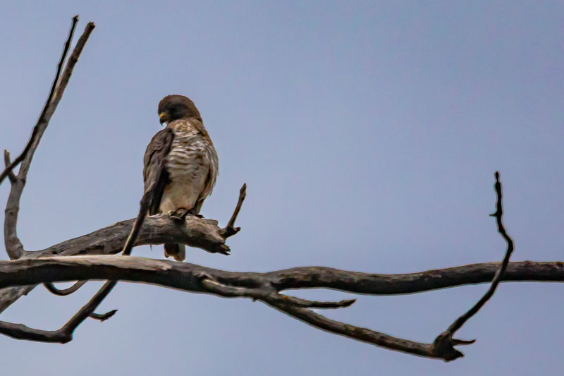 Turning on the Perch