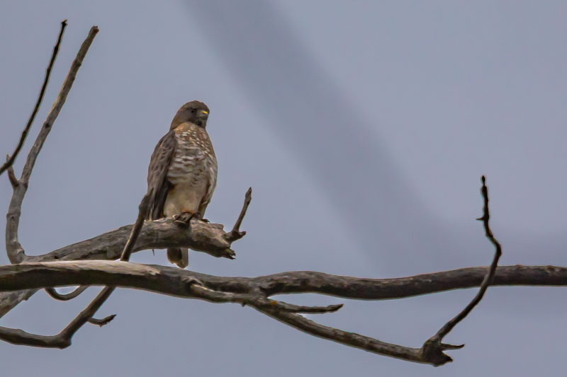 Broad-winged Hawk
