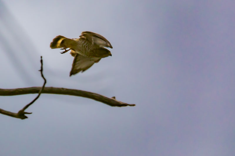 Leaving the Branch