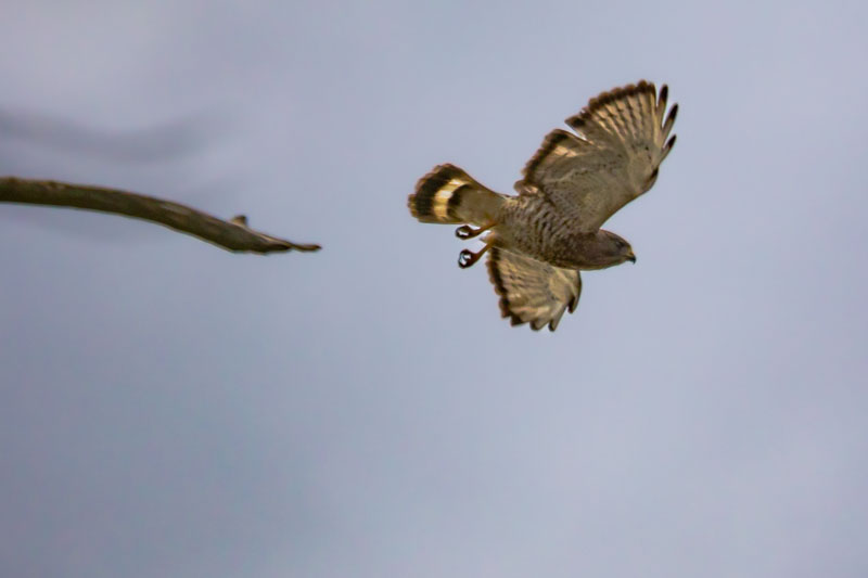 Banded Tail in Flight