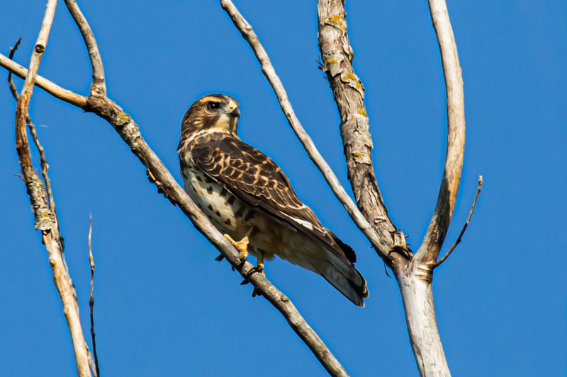 Broad-winged Hawk