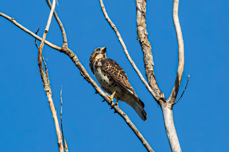 Broad-winged Hawk lifting its head to call from a bare branch