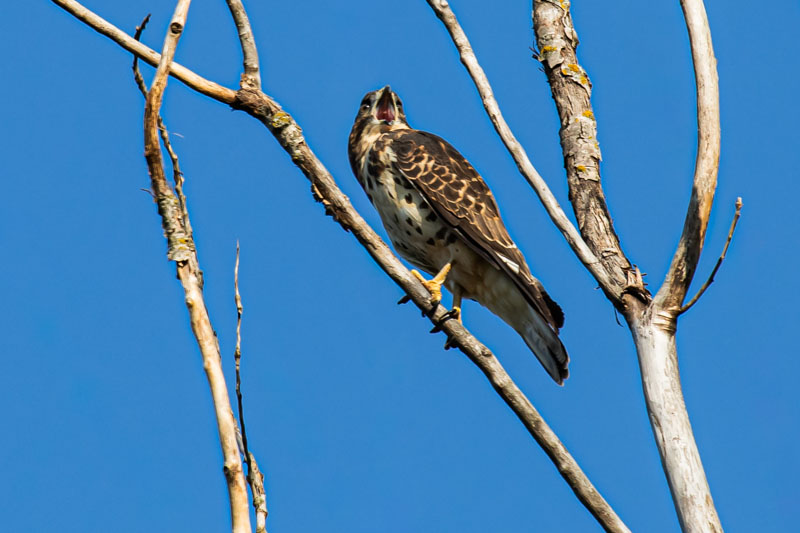 Broad-winged Hawk calling from a bare tree with both eyes visible