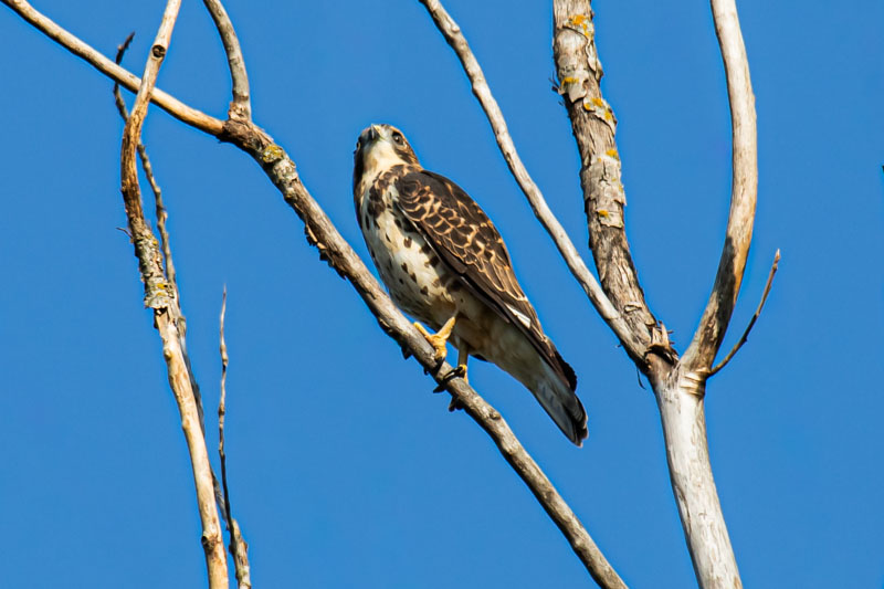 Broad-winged Hawk looking upward from a bare branch