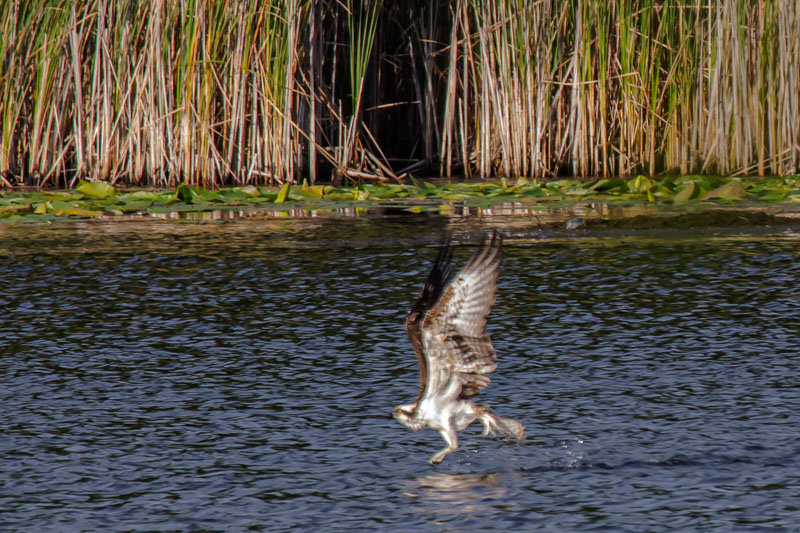 Over Open Water