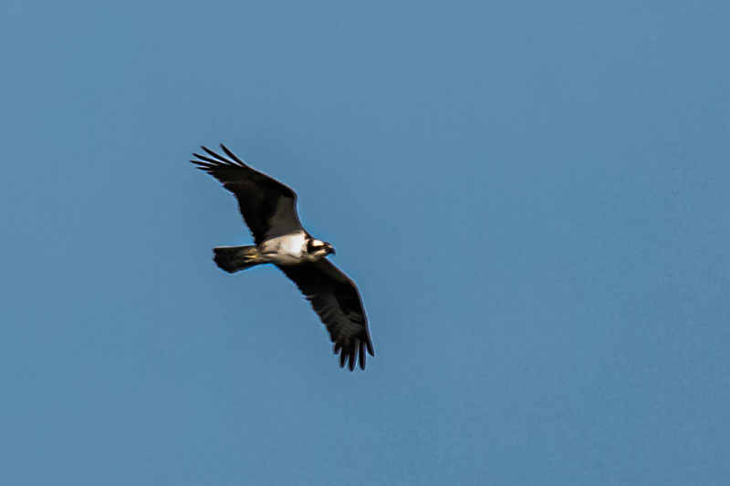 Osprey banking over Minnregs Lake