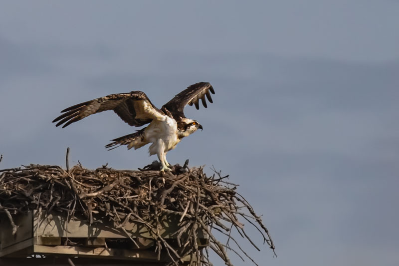 Osprey landing on a stick nest with wings raised and one foot reaching forward.