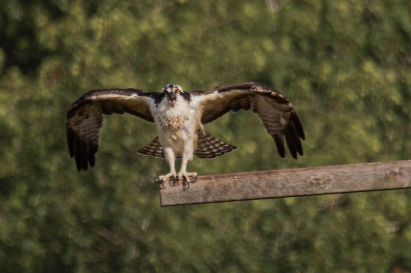 Wings Open