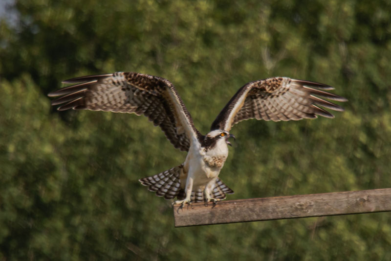 Wing Lift