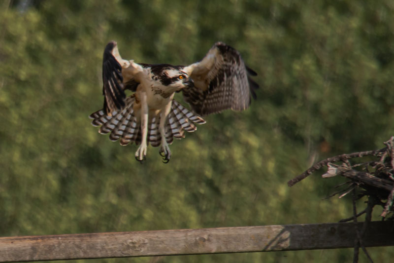 Leaving the Feeding Perch