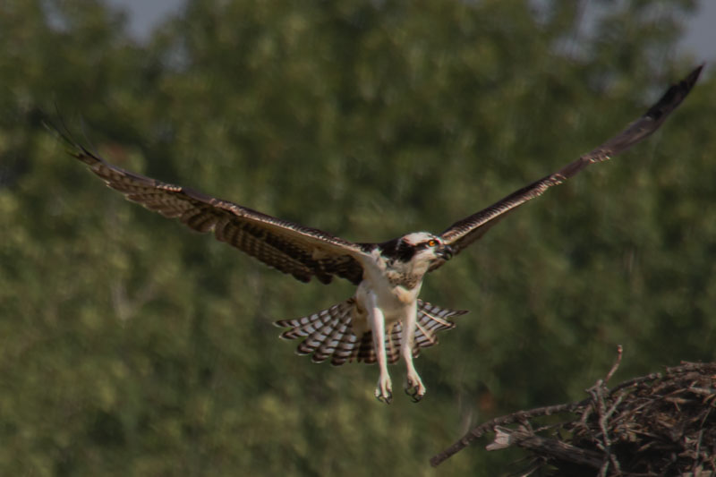 Spanning Wings