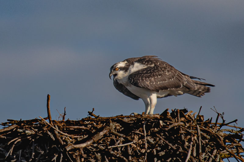 Side profile of an Osprey standing on a stick nest with yellow eye and dark eye stripe visible